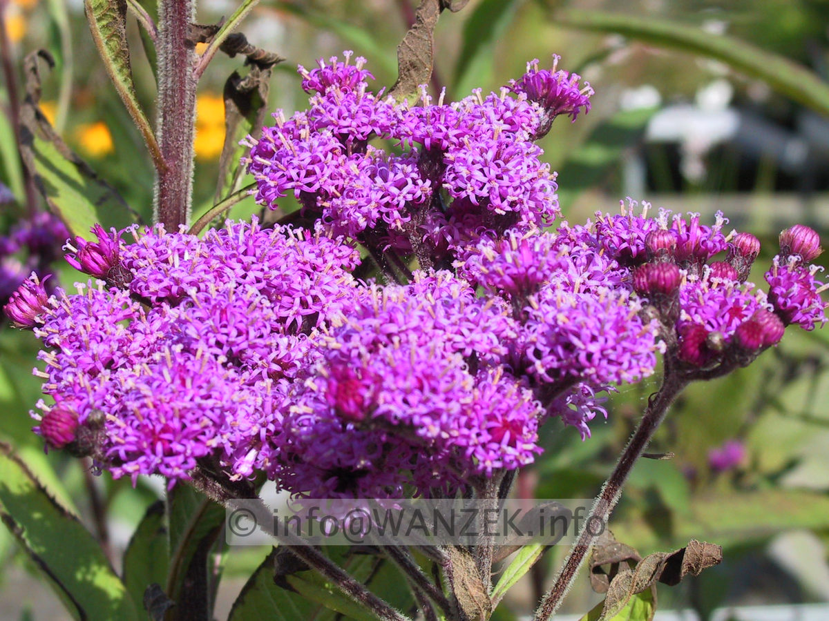 Vernonia crinita 04.JPG